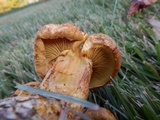 Gymnopilus luteus image