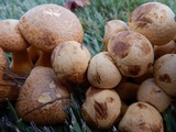 Gymnopilus luteus image