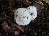 Tricholoma subresplendens image
