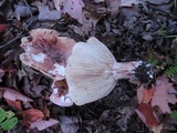 Hygrophorus russula image