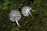 Mycena globulispora image