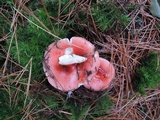 Russula silvicola image
