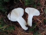 Russula silvicola image