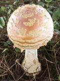 Amanita persicina image