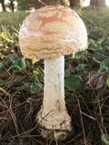 Amanita persicina image