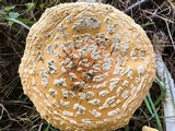 Amanita persicina image