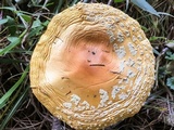 Amanita persicina image