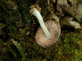 Pluteus americanus image