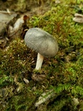 Pluteus americanus image