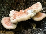 Laetiporus cincinnatus image