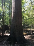 Laetiporus cincinnatus image