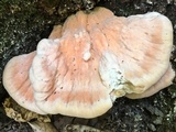 Laetiporus cincinnatus image