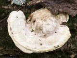 Trametes gibbosa image