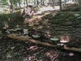 Trametes gibbosa image