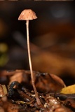 Mycena luxfoliicola image