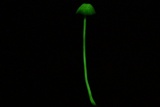 Mycena luxfoliicola image