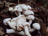 Hygrophorus eburneus image
