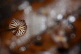 Mycena luxfoliicola image