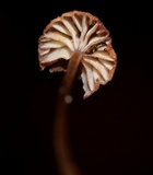 Mycena luxfoliicola image