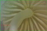 Phloeomana minutula image