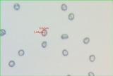 Phloeomana minutula image