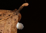 Mycena stylobates image