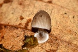 Mycena stylobates image