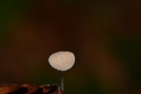 Mycena stylobates image