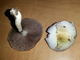 Stropharia caerulea image