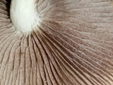 Stropharia caerulea image