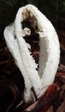 Blumenavia rhacodes image