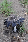 Coprinus xerophilus image