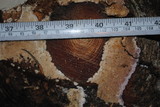 Trichaptum abietinum image
