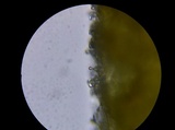 Gymnopilus luteus image