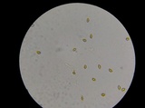 Gymnopilus luteus image