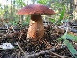 Boletus subcaerulescens image
