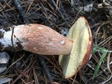 Boletus subcaerulescens image