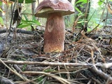 Boletus subcaerulescens image