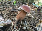 Boletus subcaerulescens image
