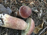 Boletus subcaerulescens image