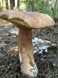 Boletus subcaerulescens image