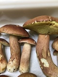 Boletus subcaerulescens image