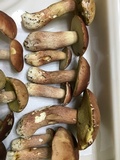 Boletus subcaerulescens image
