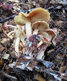 Gymnopilus thiersii image