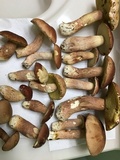 Boletus subcaerulescens image