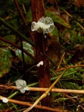 Tetrapyrgos subdendrophora image