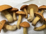 Suillus hirtellus image