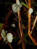 Tetrapyrgos subdendrophora image
