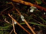 Tetrapyrgos subdendrophora image