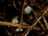 Tetrapyrgos subdendrophora image